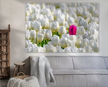Eine farbige Tulpe, die heraus von der Menge der weißen Tulpen von Sjoerd van der Wal