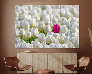 Een gekleurde tulp in een veld van witte tulpen in bloei van Sjoerd van der Wal Fotografie