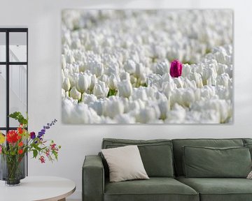 Een gekleurde tulp in een veld van witte tulpen in bloei