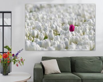 Eine farbige Tulpe, die heraus von der Menge der weißen Tulpen von Sjoerd van der Wal Fotografie