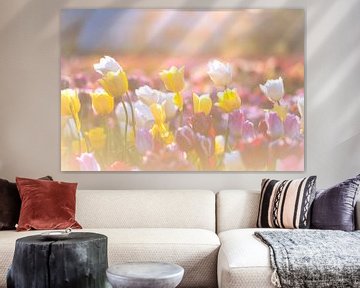 Fleurs de tulipes colorées dans un champ pendant le coucher du soleil sur Sjoerd van der Wal Photographie