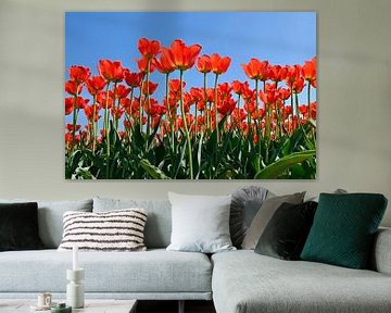 Rode tulpen by Jeannette Penris