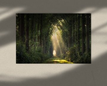 Magie im Wald von Edwin Mooijaart
