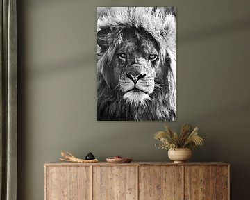 Leeuw, leeuwenkop, lionhead, leeuwenkoning, leeuwenportret van Maartje van Tilborg