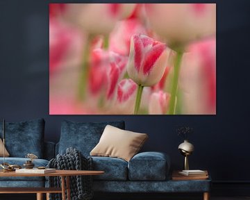 Tulipe blanche-pink-Keukenhof sur Marco Liberto