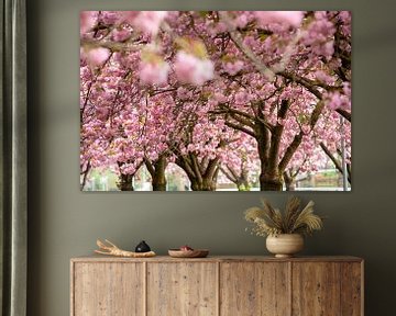 Pink cherry blossom (prunus) to brown branches in an orchard. by Fotografiecor .nl