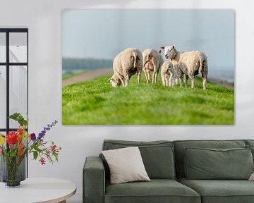 Grazende schapen in het grasland van Fotografiecor .nl