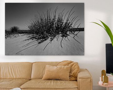 Plant on the beach on the island of Terschelling sur Leon Doorn