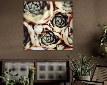 DARKSIDE OF SUCCULENTS IXa by Pia Schneider