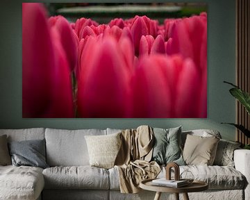 tulpen zee by Victor Droogh