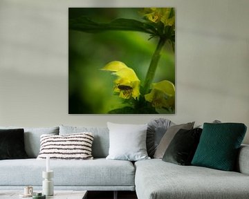 Colorful yellow dead-nettle with insect by Paul de Vos