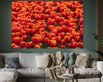 Tulipes rouges et jaunes aux Pays-Bas sur Bianca Fortuin