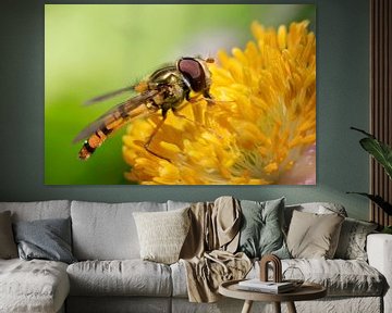 Hoverfly