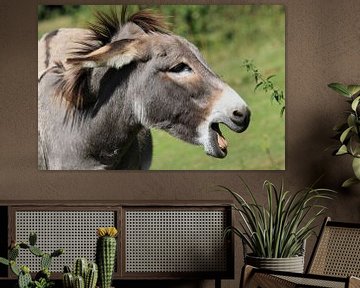 Funny donkey by Jolanta Mayerberg