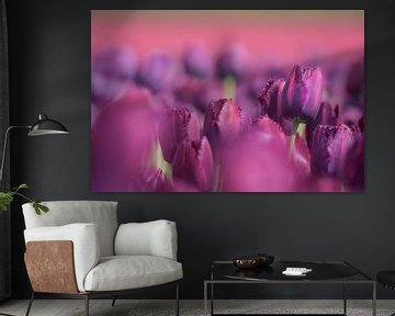 Purple tulips sur Kim de Been