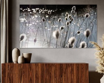 cotton grass by Kurt Krause