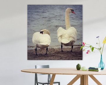 Beautiful swan couple posing for the camera, Netherlands by Daniel Chambers