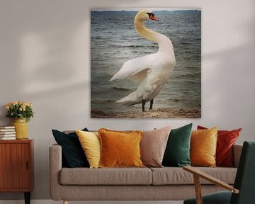 Beautiful swan posing for the camera, Netherlands sur Daniel Chambers