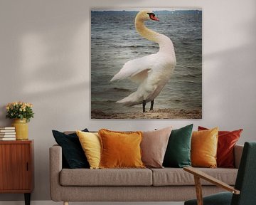 Beautiful swan posing for the camera, Netherlands by Daniel Chambers