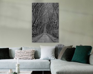 Road with trees in Megen, The Netherlands sur Wouter Bos