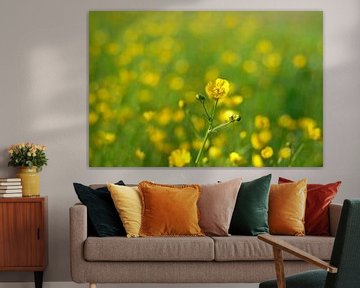 Bokeh von Butterblumen von Judith Cool