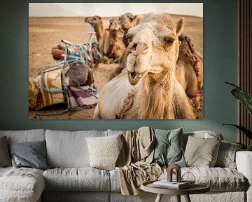 Kamele in der Sahara von Julian Buijzen