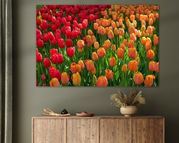 Tulpenpracht van Carola van Rooy