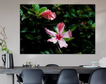 Pink Hibiscus in the wild in the jungle in the amazon of peru by John Ozguc