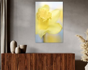 She shines so bright.... (flower, daffodil) by Bob Daalder