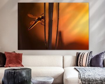 Dragonfly sur Pim Leijen