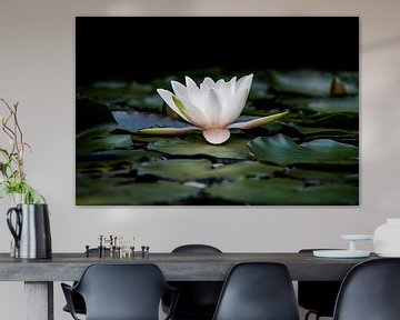 the water lily van Koen Ceusters