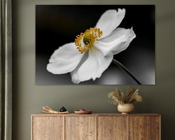 white anemone by Koen Ceusters