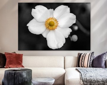 the white anemone by Koen Ceusters