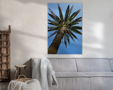 Palm tree by Evelyne Renske