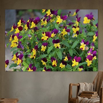 Viooltjes in Amsterdam