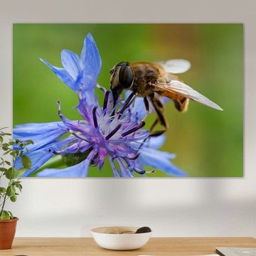 Hoverfly sur une fleur violette