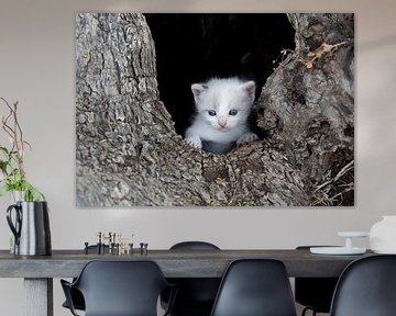 Kitten poes in boomholte sur Marcel van Balken