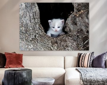 Kitten poes in boomholte van Marcel van Balken