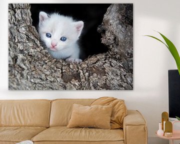 Kleines Kätzchen in der Baumhöhle