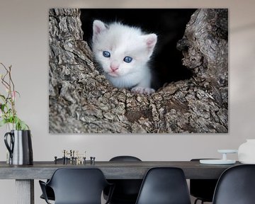 little pussy in tree cavity by Marcel van Balken