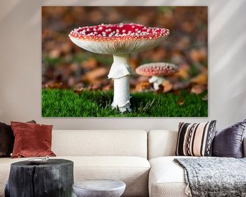 Fly agaric by Evelyne Renske