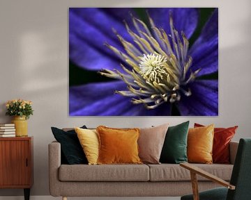 Clematis flower by MSP Canvas