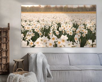 Field with blooming daffodils nearby Lisse, the Netherlands von Anna Krasnopeeva