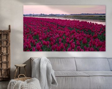 Bloeiend tulpenveld bij zonsopkomst in omgeving Lisse van Anna Krasnopeeva