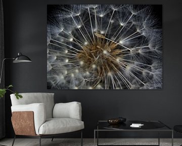 Faded dandelion by MSP Canvas