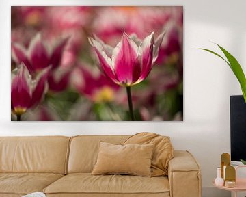 roze tulp sur Jovas Fotografie