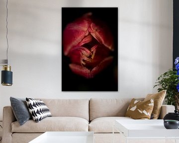 donkere tulp von Jovas Fotografie