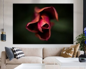 roze tulp met prachtige scherptediepte von Jovas Fotografie