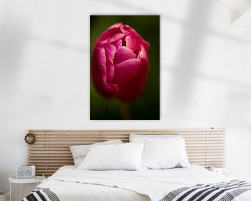 roze tulp van Jovas Fotografie