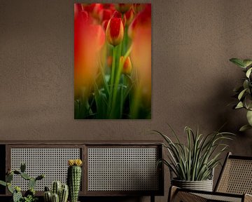 kleurrijke tulp midden in een veld von Jovas Fotografie